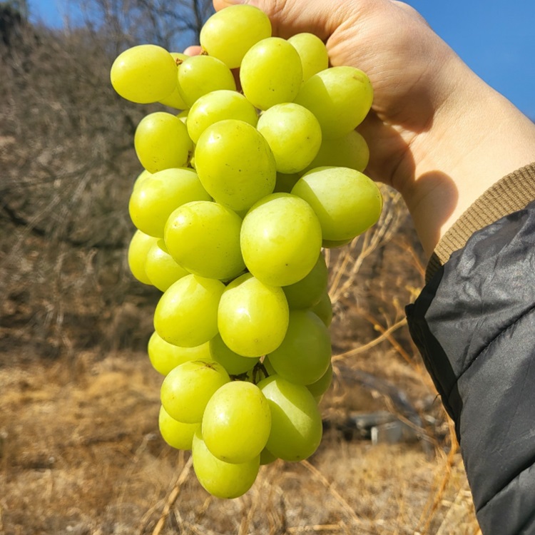직수입 페루산 오톰크리스피 애플청포도 고당도 포도 생과