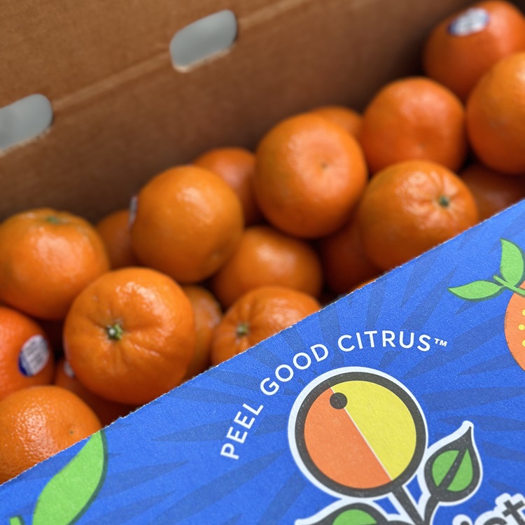 미국산 밀감 고당도 감귤 만다린 오렌지 만다린귤