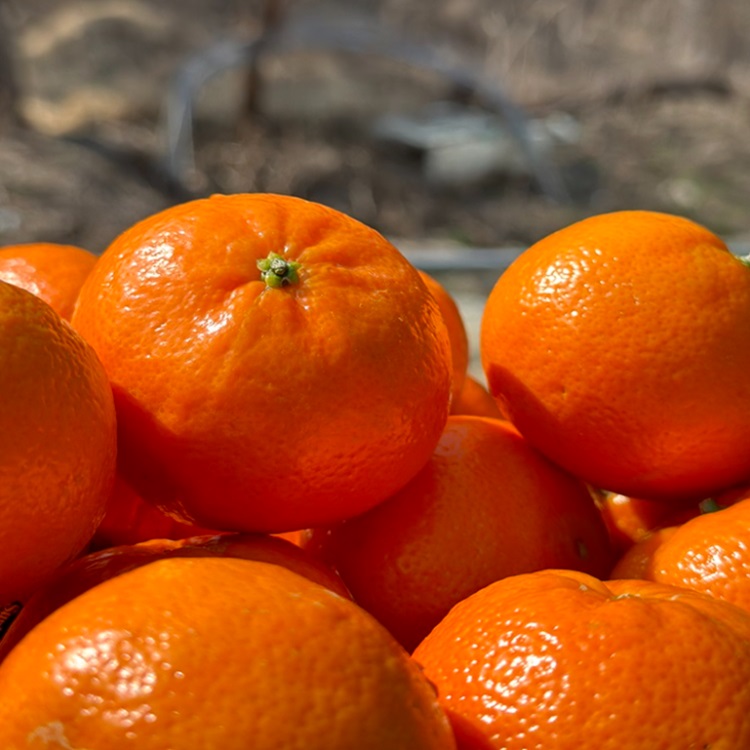 미국산 밀감 고당도 감귤 만다린 오렌지 만다린귤