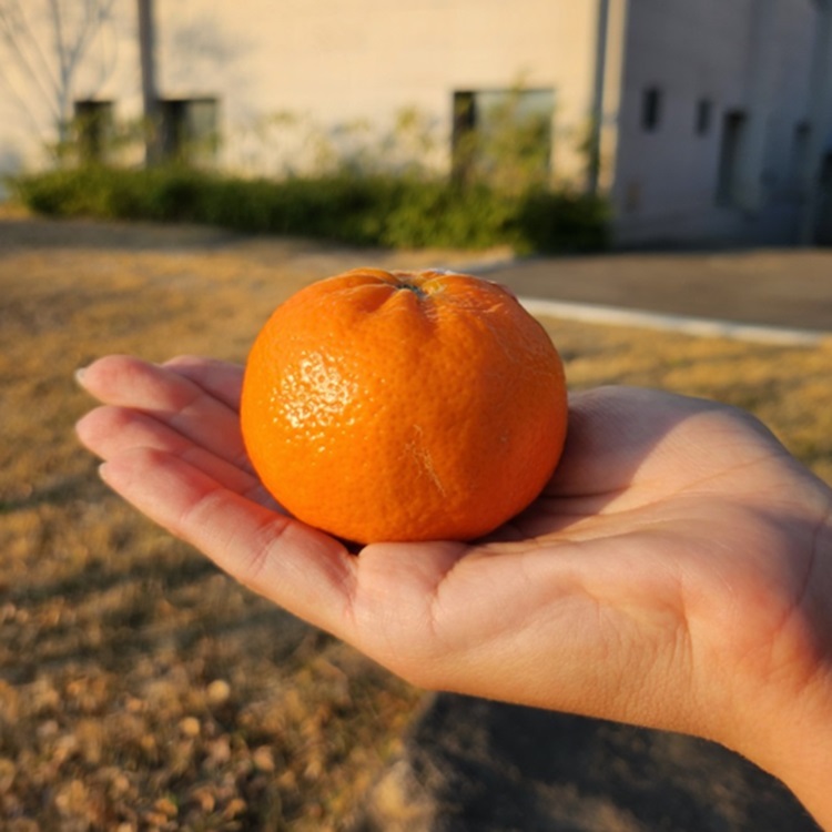 미국산 밀감 고당도 감귤 만다린 오렌지 만다린귤