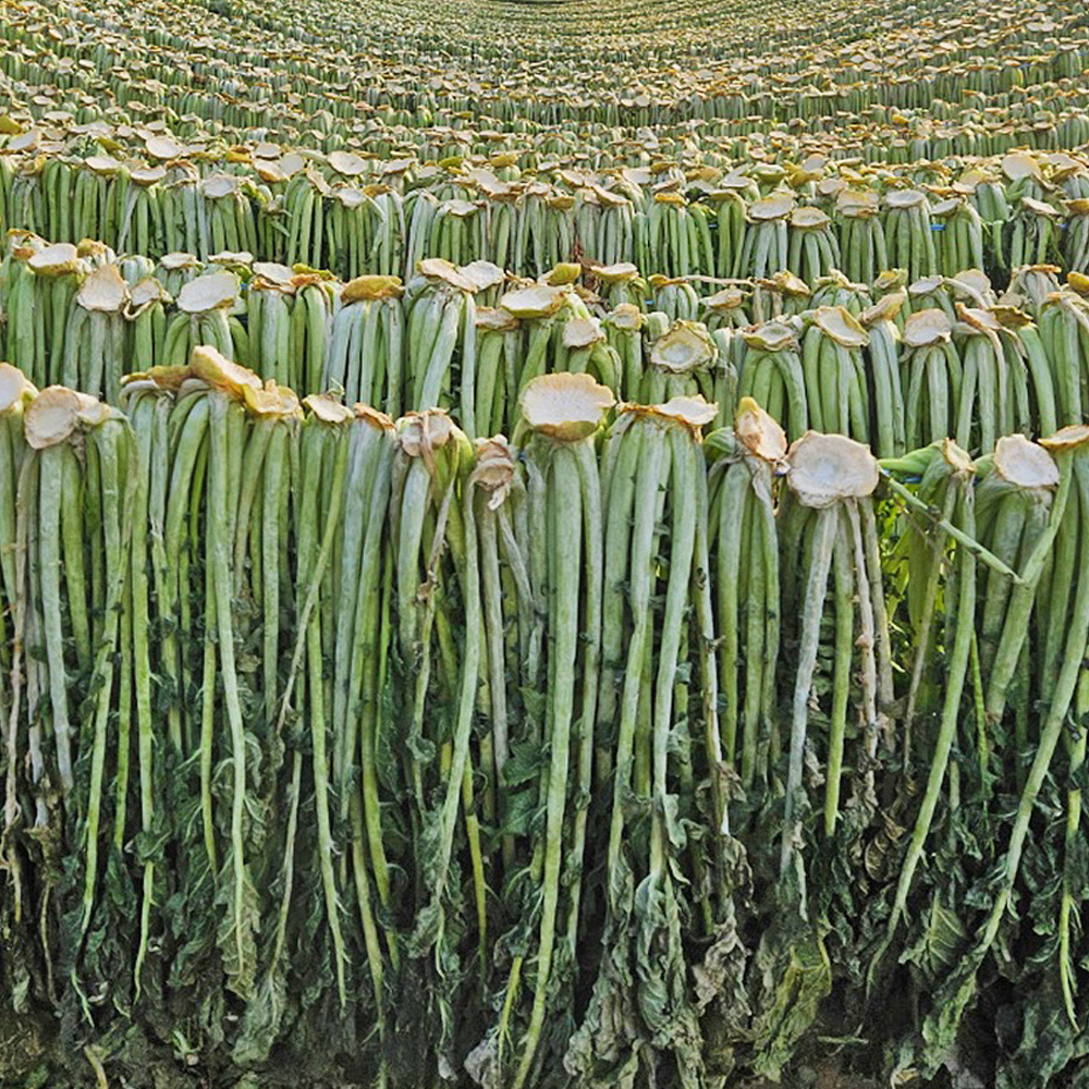 햇 시래기 양구 펀치볼 무청 건시래기 1kg 대표이미지 섬네일