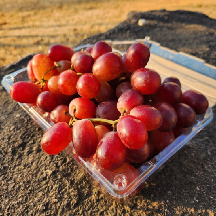 씨없는 크림슨 적포도 XL 사이즈 고당도 가성비 포도 추천상품