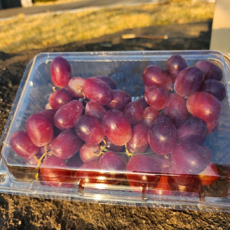 씨없는 크림슨 적포도 XL 사이즈 고당도 가성비 포도 추천상품