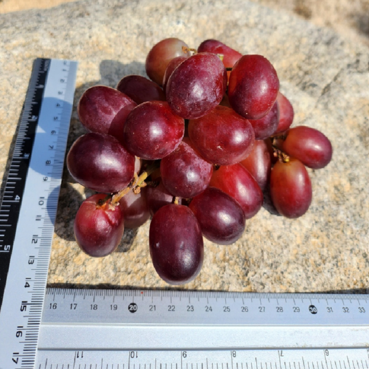 씨없는 크림슨 적포도 XL 사이즈 고당도 가성비 포도 추천상품