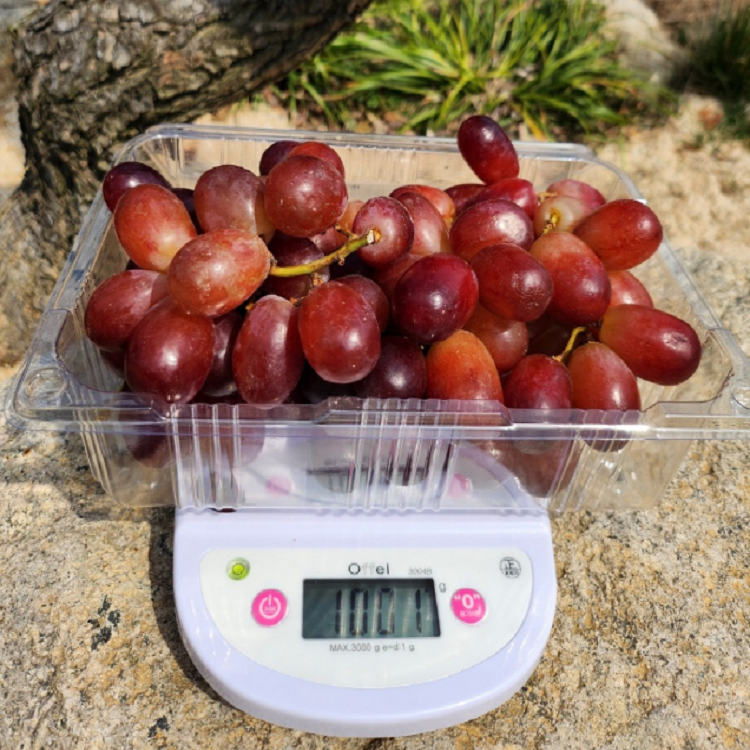 씨없는 크림슨 적포도 XL 사이즈 고당도 가성비 포도 추천상품