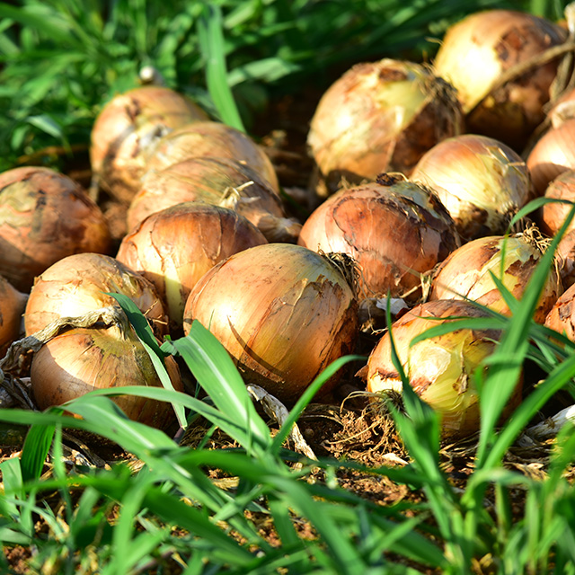 국산양파 신선한 국내산 양파 만생종 소중대특 장아찌용 2kg 3kg 5kg 10kg