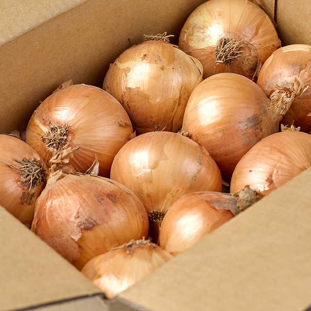 국산양파 신선한 국내산 양파 만생종 소중대특 장아찌용 2kg 3kg 5kg 10kg