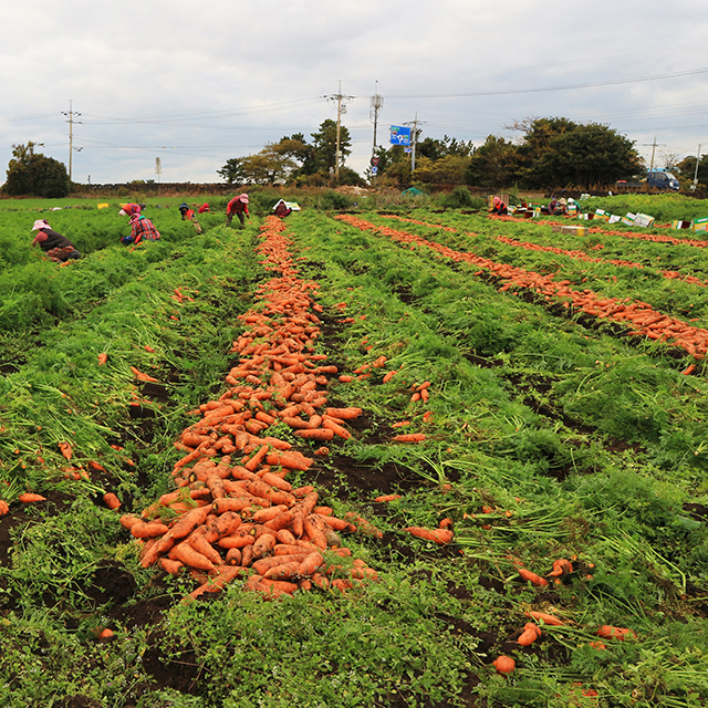 국내산 당근 제주 구좌 흙당근 햇당근 2kg 3kg 5kg 10kg