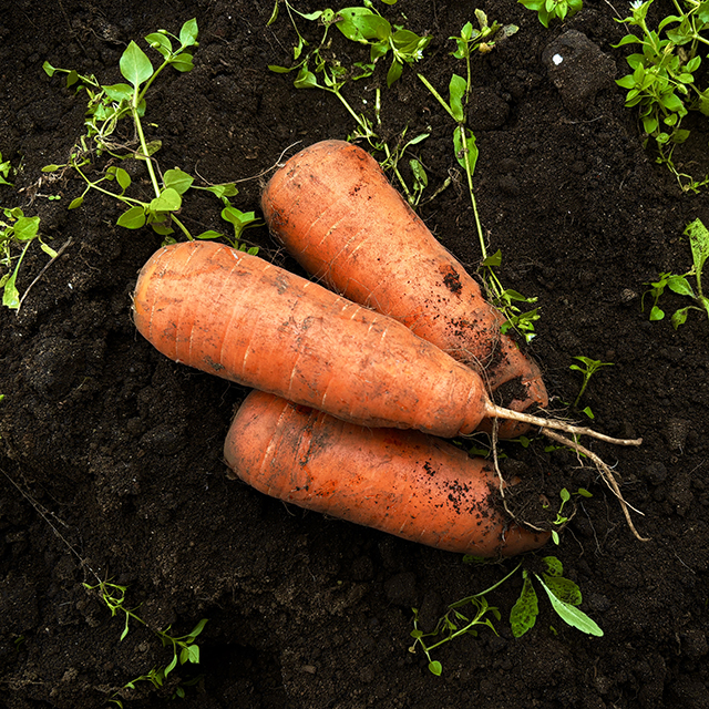 국내산 당근 제주 구좌 흙당근 햇당근 2kg 3kg 5kg 10kg
