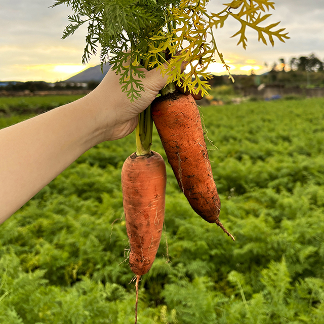 국내산 당근 제주 구좌 흙당근 햇당근 2kg 3kg 5kg 10kg
