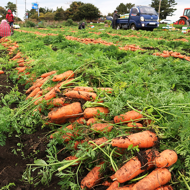 국내산 당근 제주 구좌 흙당근 햇당근 2kg 3kg 5kg 10kg