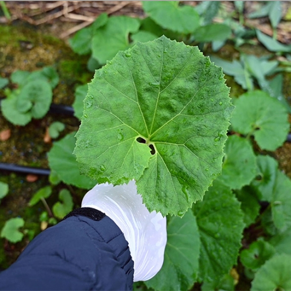 [오커브팜] 봄나물 거창 머위 하우스 머위 1kg 2kg 대표이미지 섬네일