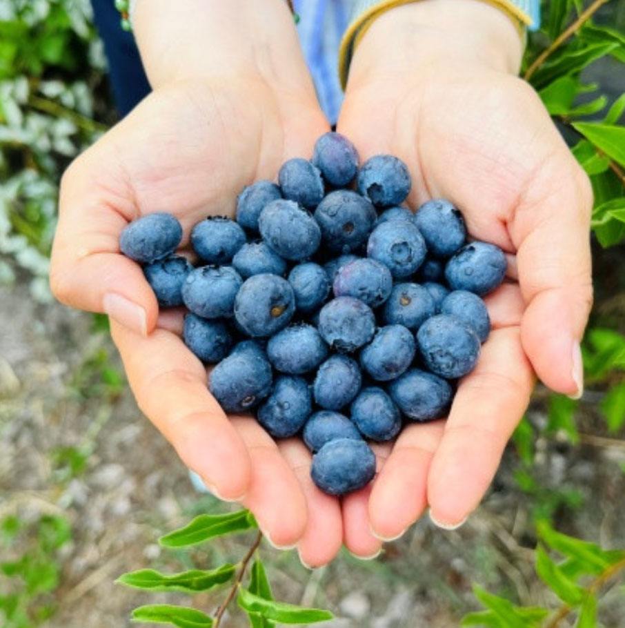 국내산 냉동블루베리 무농약 냉동 과일 생블루베리 1kg [원산지:국산(강원도 화천군)]