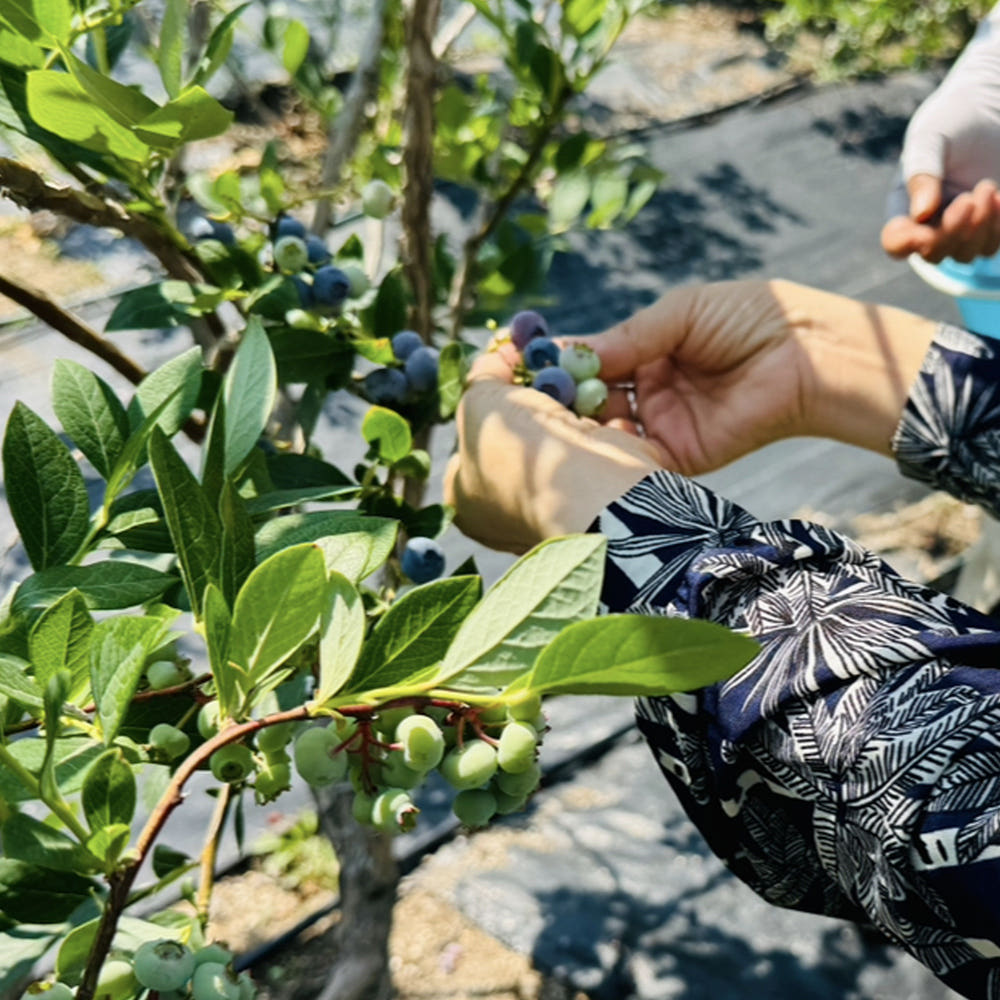 국내산 냉동블루베리 무농약 냉동 과일 생블루베리 1kg [원산지:국산(강원도 화천군)]