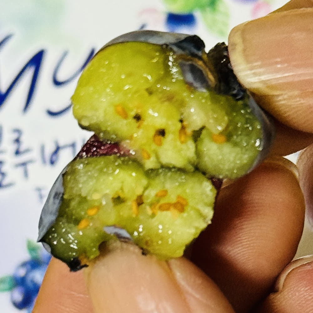 국내산 냉동블루베리 무농약 냉동 과일 생블루베리 1kg [원산지:국산(강원도 화천군)]