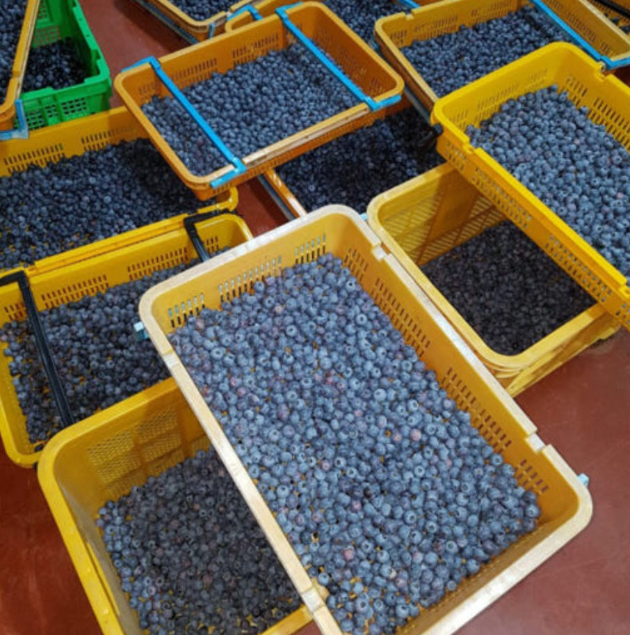 국내산 냉동블루베리 무농약 냉동 과일 생블루베리 1kg [원산지:국산(강원도 화천군)]