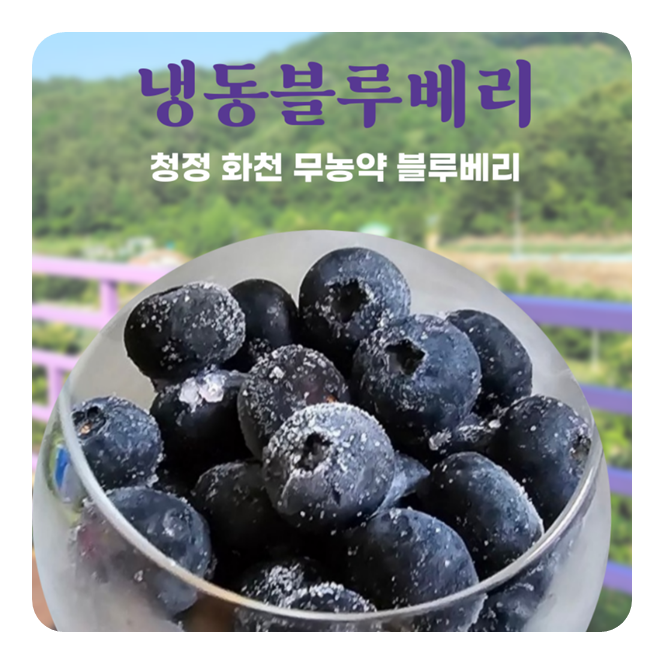 국내산 냉동블루베리 무농약 생 블루베리 1kg
