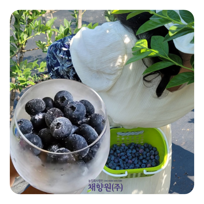 국내산 냉동블루베리 무농약 생 블루베리 1kg