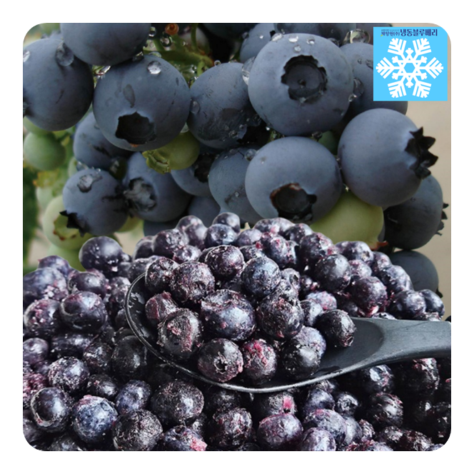 국내산 냉동블루베리 무농약 생 블루베리 1kg