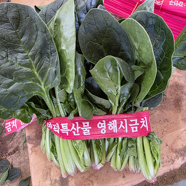 남해 해풍 제철 햇 섬초 신선 보물초 노지 시금치 1kg 2kg