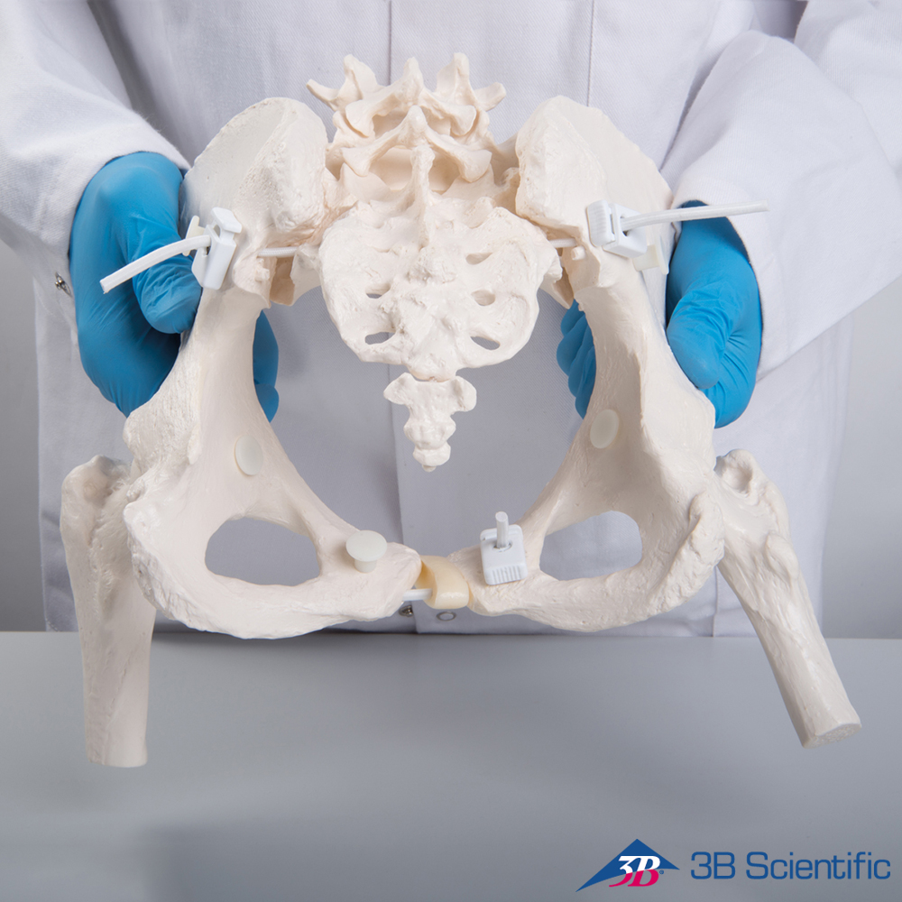 3B Scientific 인체모형 골반모형 A62/1 대퇴골두포함 유연한 여성골반