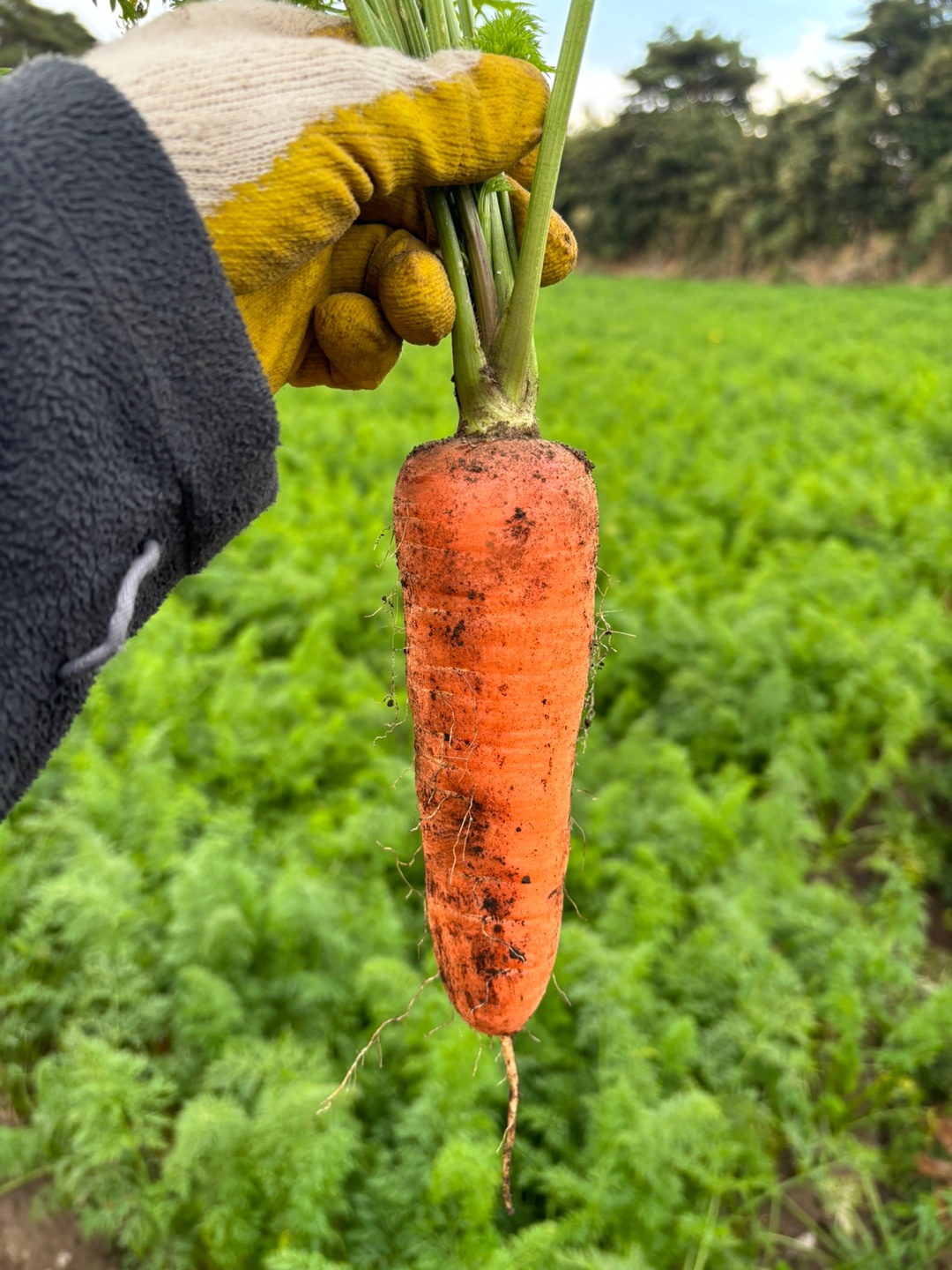 [제주땡큐베리팜] 제주도 햇구좌 당근 3kg 5kg