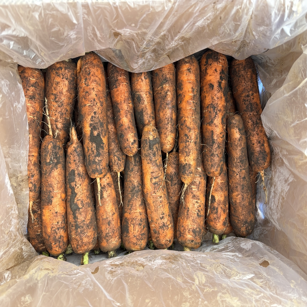 [제주땡큐베리팜] 제주도 햇구좌 당근 3kg 5kg