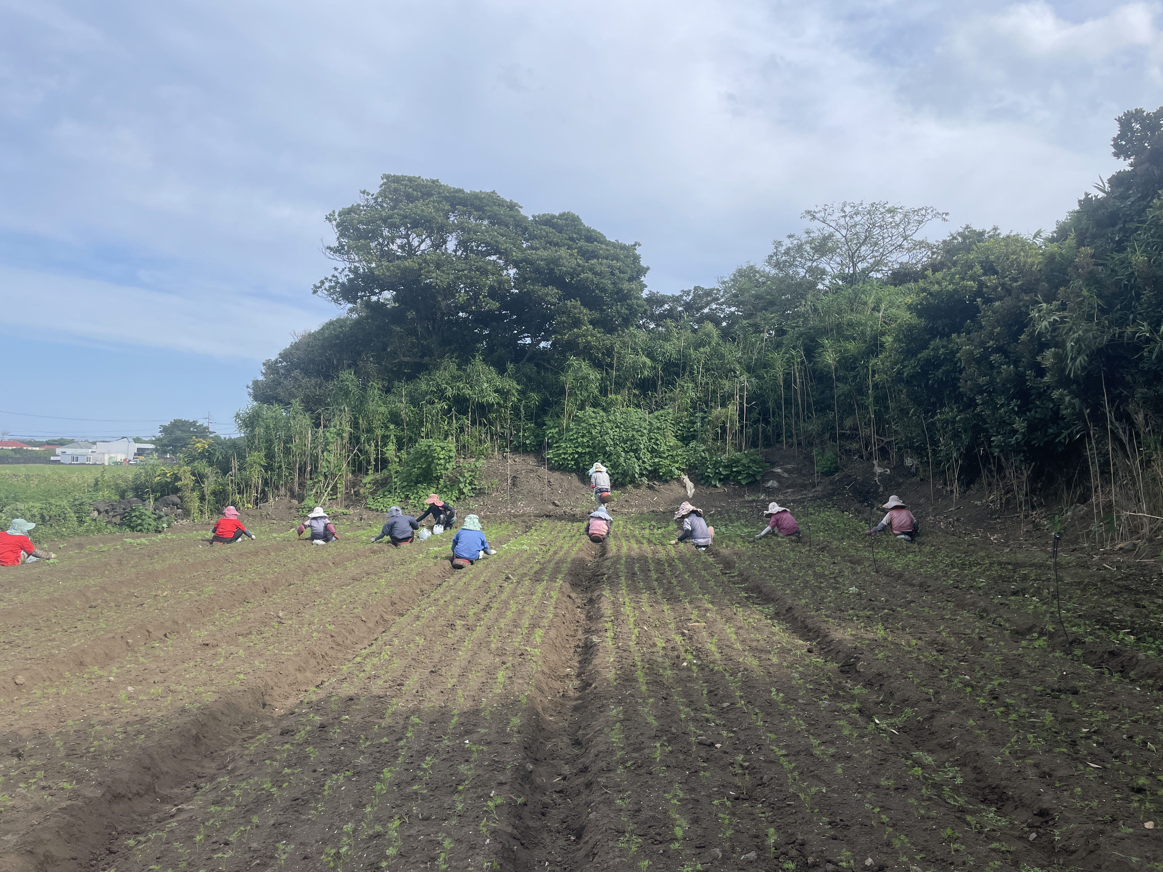 [제주땡큐베리팜] 제주도 햇구좌 당근 3kg 5kg