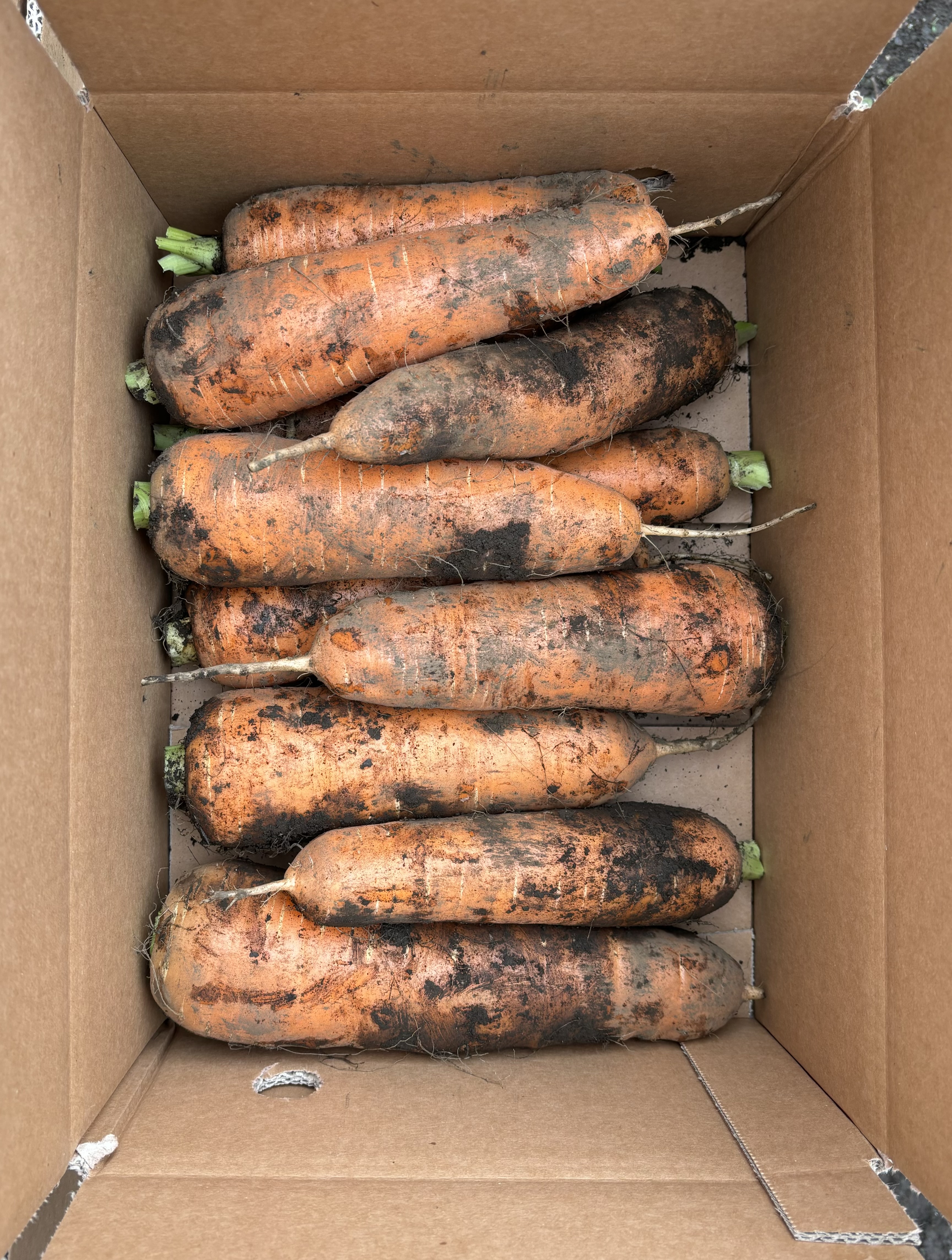 [제주땡큐베리팜] 제주도 햇구좌 당근 3kg 5kg