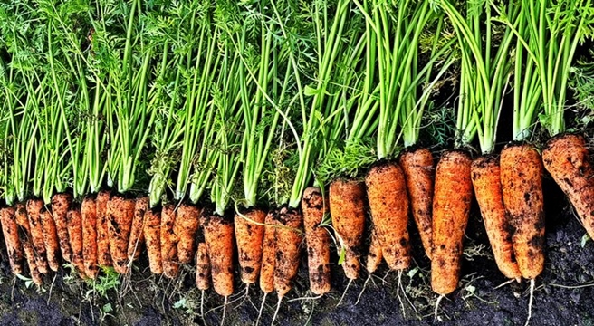 [제주땡큐베리팜] 제주도 햇구좌 당근 3kg 5kg