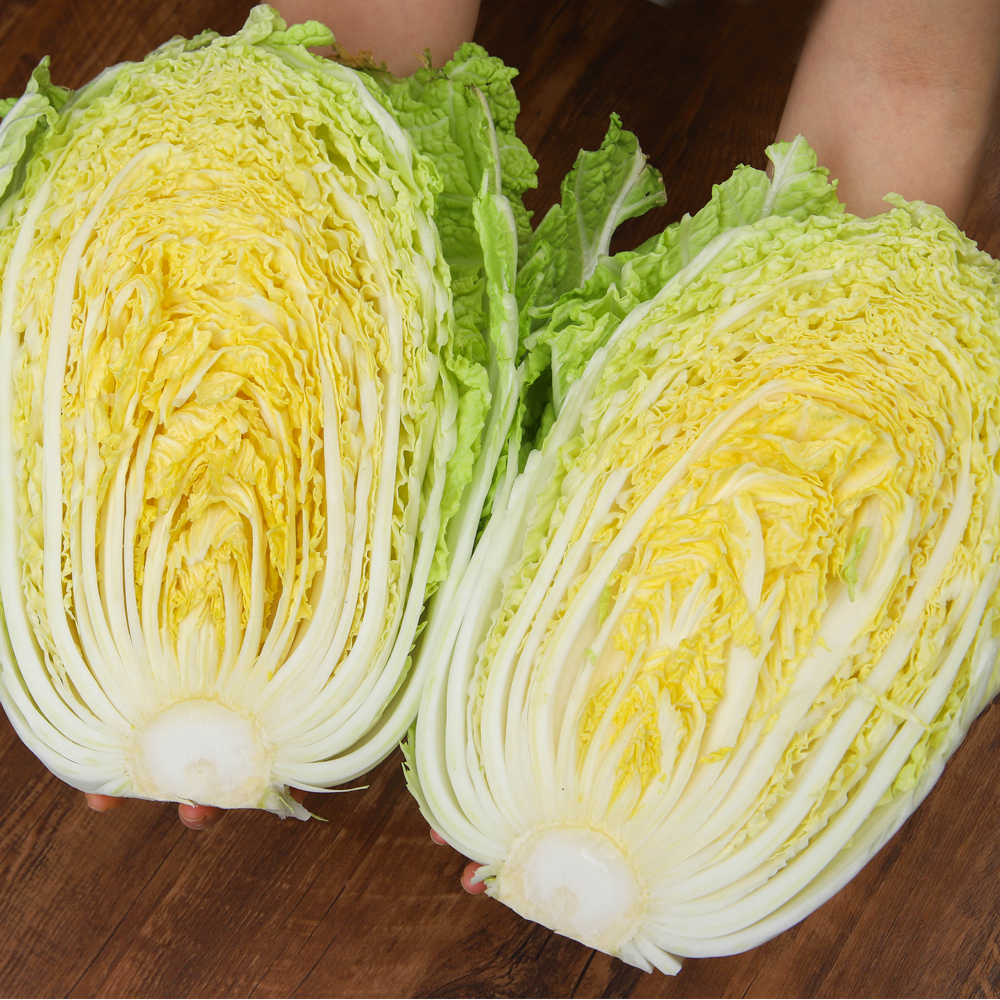 해남 통배추 포기배추 월동배추