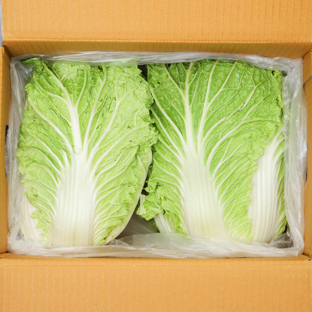 해남 통배추 포기배추 월동배추