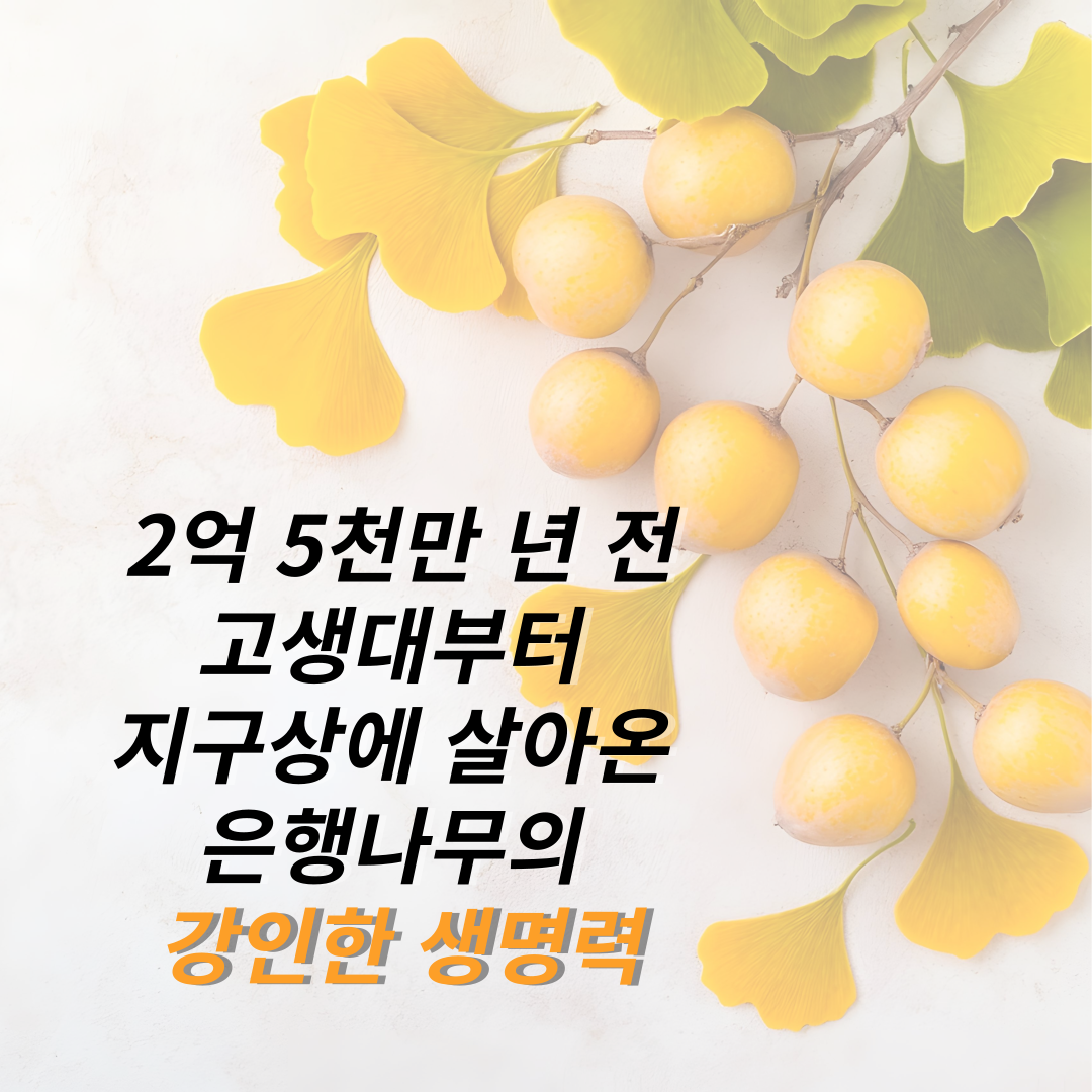 청원담 국산 무설탕 약도라지 은행 도라지청 500ml. 1개