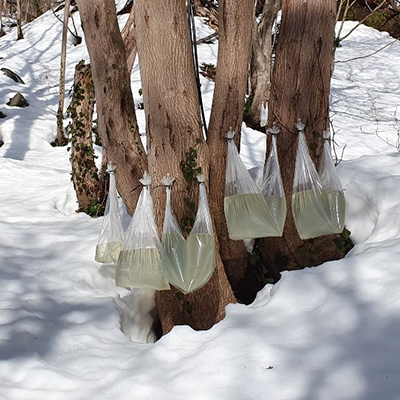 울릉도 우산 고로쇠 1.5L 6병