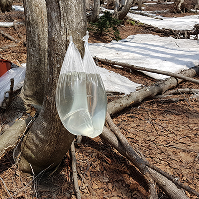 울릉도 우산 고로쇠 1.5L 6병