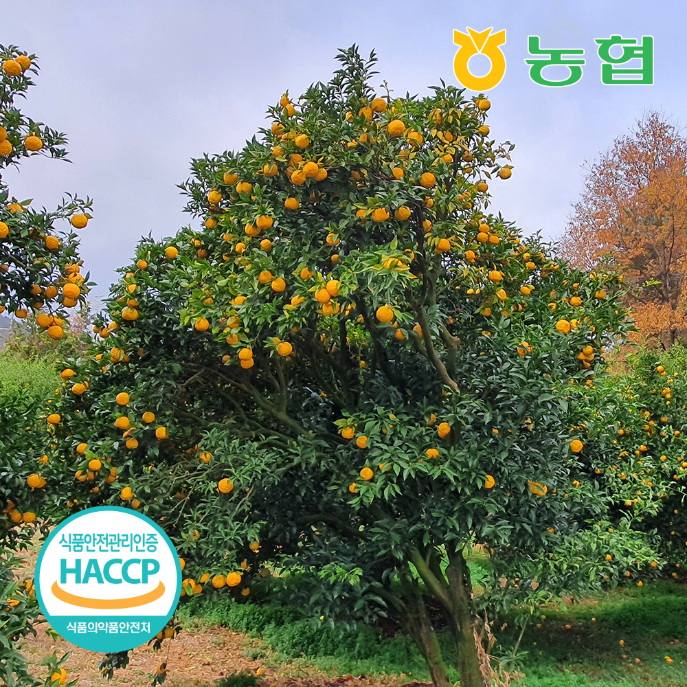 [농협] 하루한병 향긋한 고흥 유자차 음료 20~40병