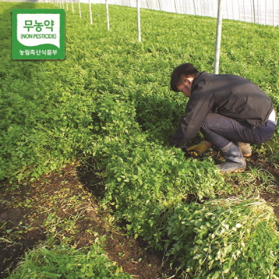 [무료배송]무농약 청도 미나리 500g