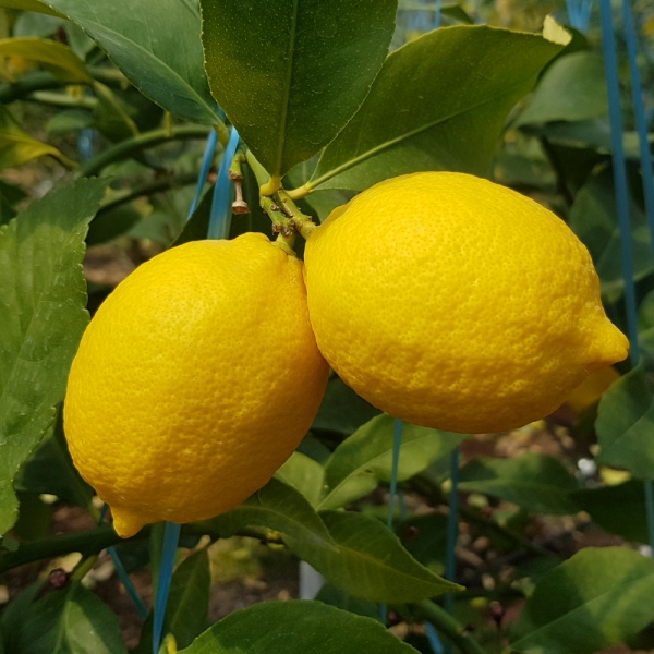 제주직송 GAP인증 레몬 1.5kg 2.5kg 5kg