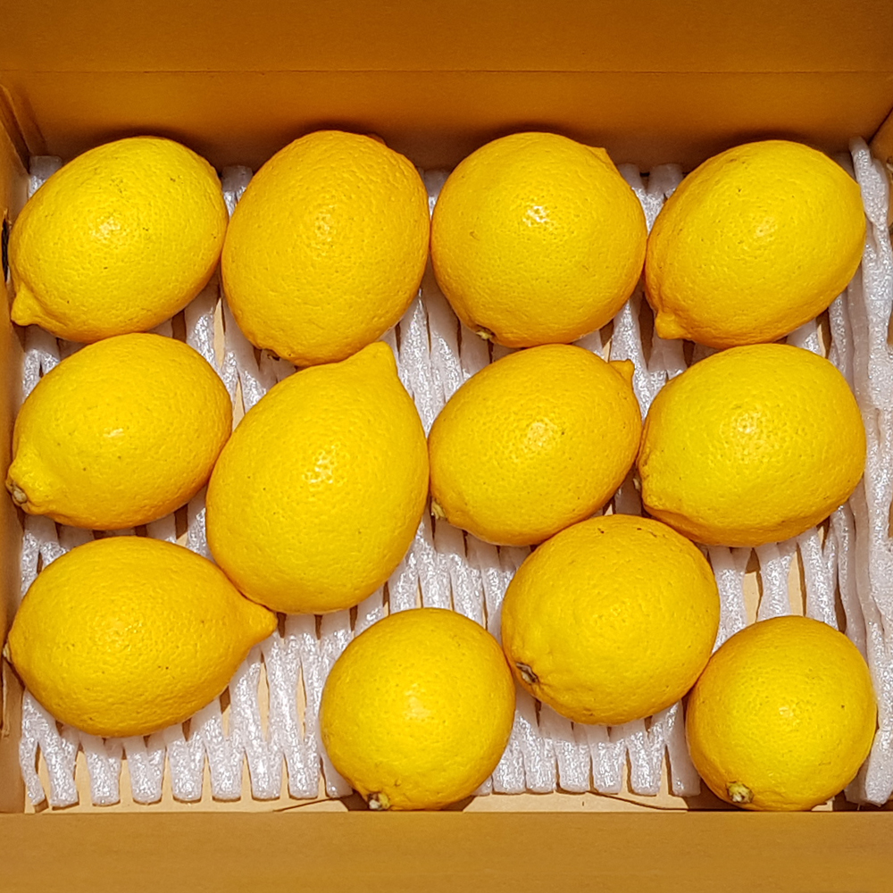 제주직송 GAP인증 레몬 1.5kg 2.5kg 5kg