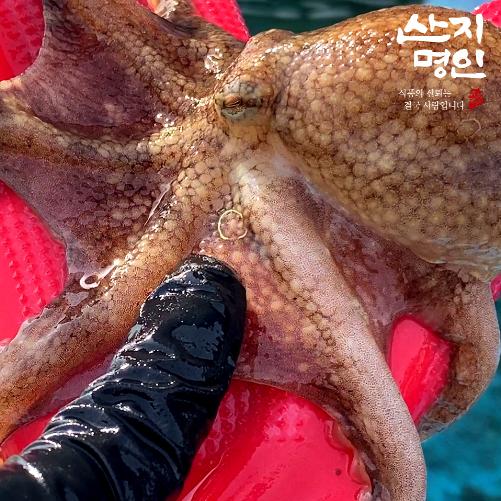 [산지명인] 충남 태안 알배기 활 주꾸미 1kg 10미 내외 쭈꾸미 당일조업 당일발송