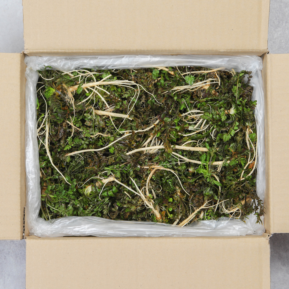 세척 냉이 노지 냉이 나물 500g 1kg