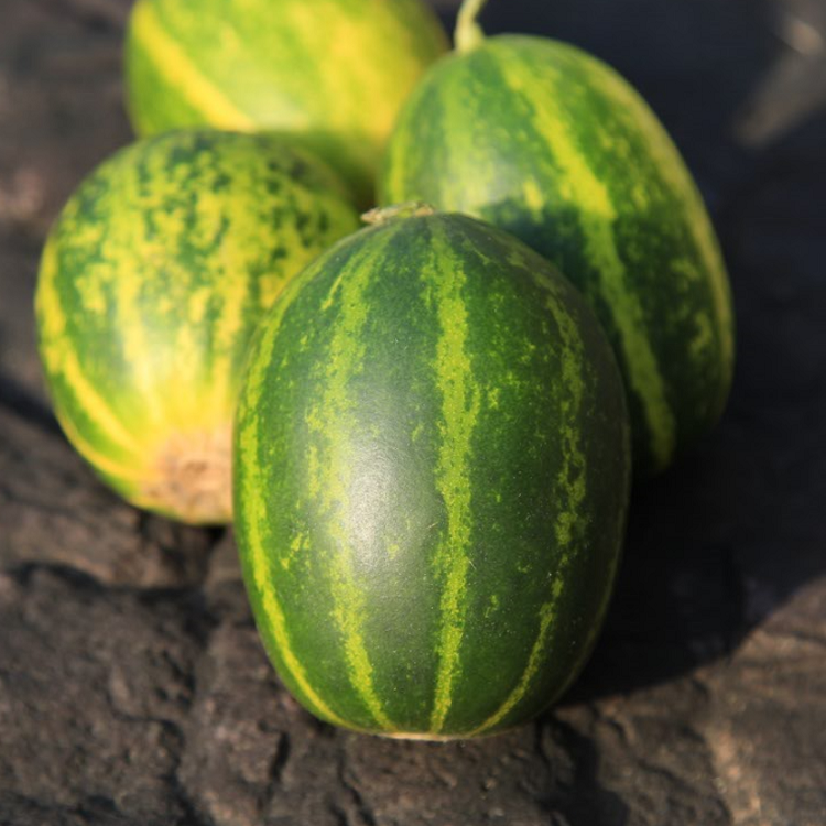 농협판매 고령 개구리참외 파파야 멜론 1kg 2kg 3kg 5kg