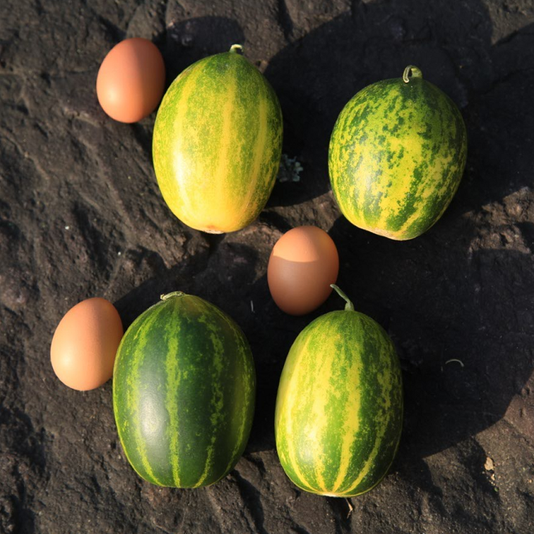 농협판매 고령 개구리참외 파파야 멜론 1kg 2kg 3kg 5kg