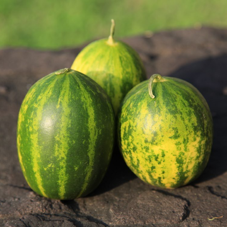 농협판매 고령 개구리참외 파파야 멜론 1kg 2kg 3kg 5kg