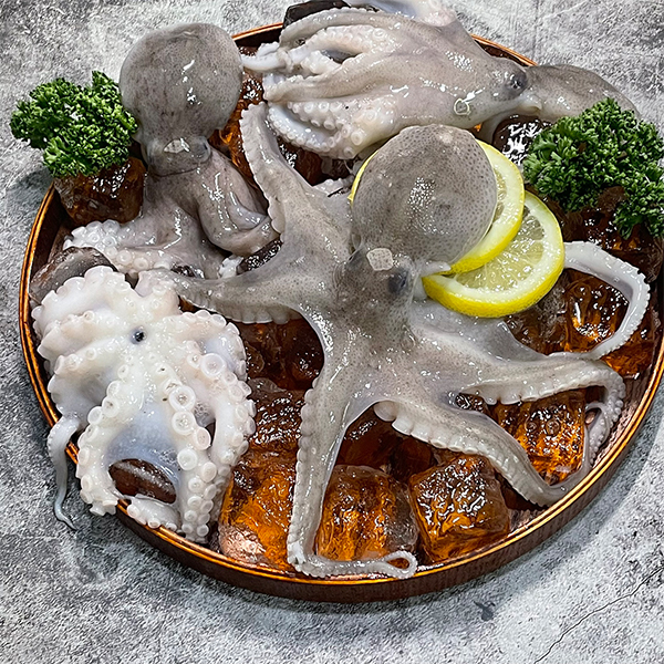 [당일조업] 봄철 쭈꾸미 1kg 2kg 신선한 얼음 포장 쭈꾸미