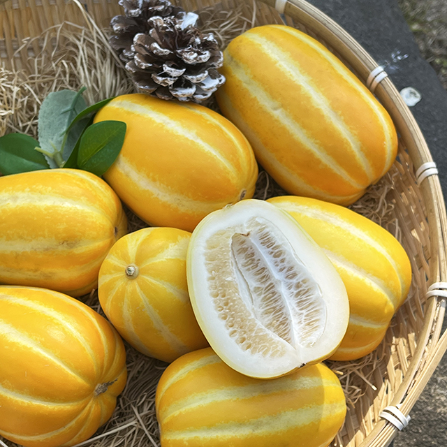 가정용 성주참외 산지직송 꿀참외 가성비참외 1kg 2kg 3kg 5kg 대표이미지 섬네일