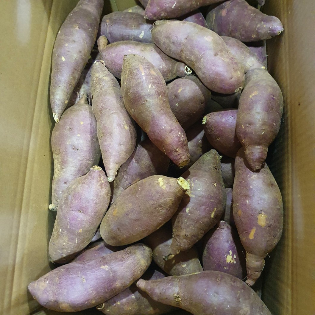 [산지직송] 해남 고구마 호박 밤 꿀고구마 베니하루카 - 중상/특상/대  2kg/3kg/5kg/10kg