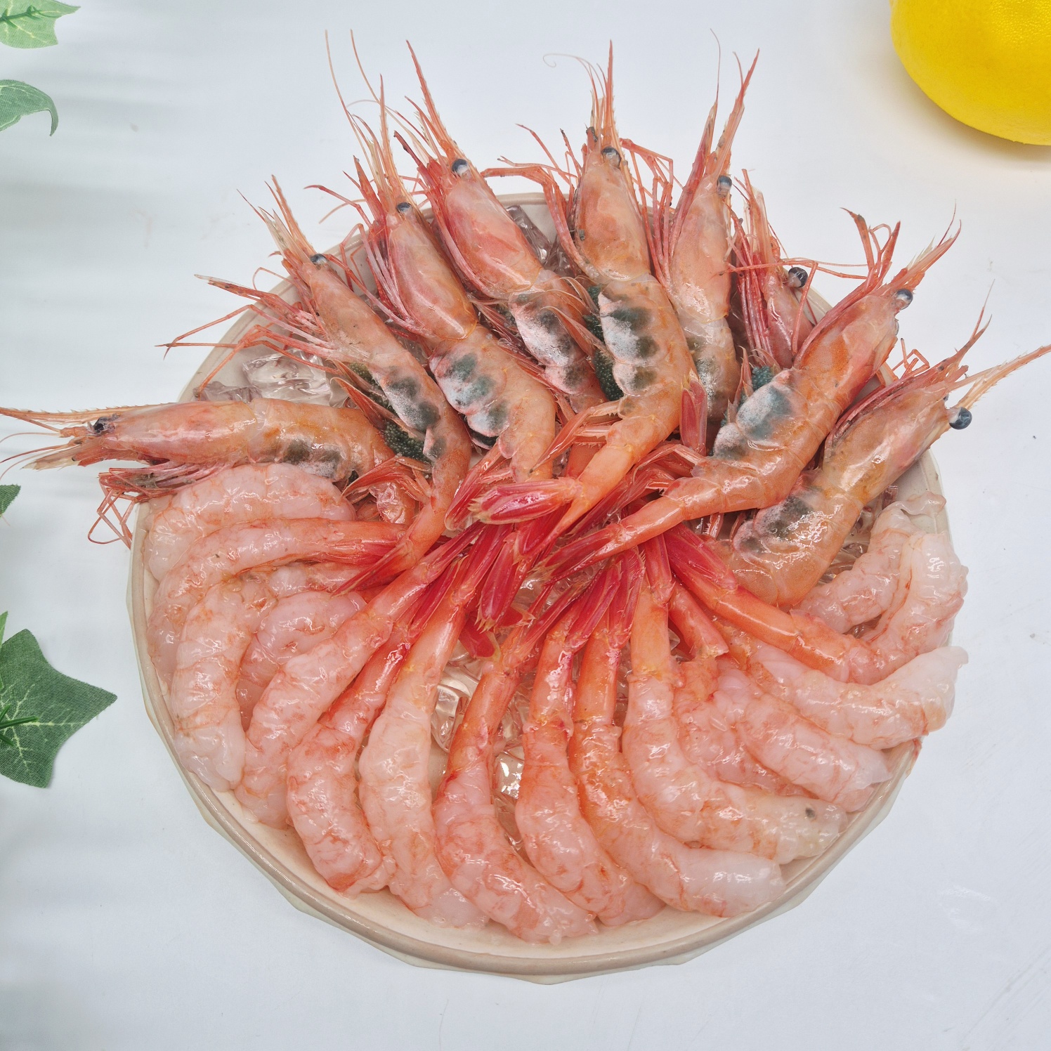 동해 제철 단새우 활 생물 홍새우 아마에비 산지직송 500g 1kg