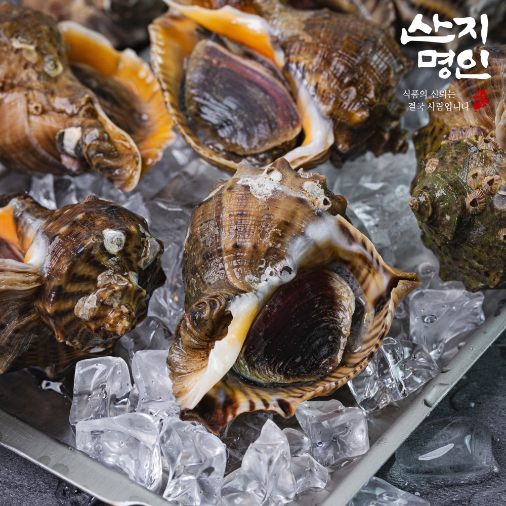 [산지명인] 자연산 참소라 1kg 태안 당일조업 빙장포장 산지직송