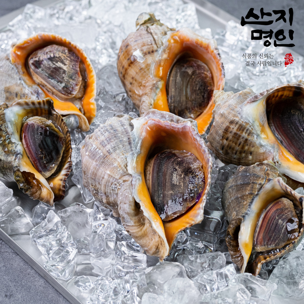 [산지명인] 자연산 참소라 1kg 태안 당일조업 빙장포장 산지직송